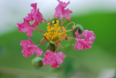 Lagerstroemia indica - pukol indický - květ